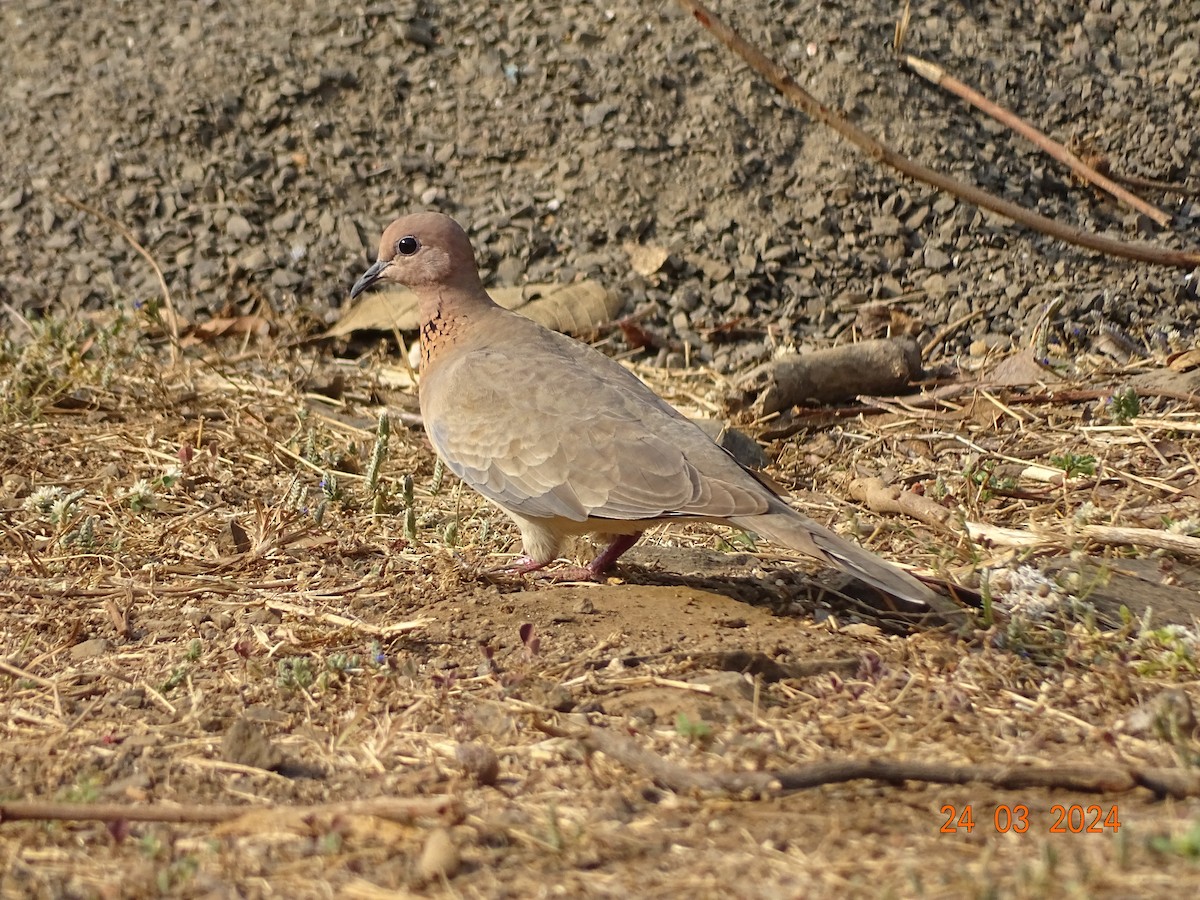 Laughing Dove - ML616503257