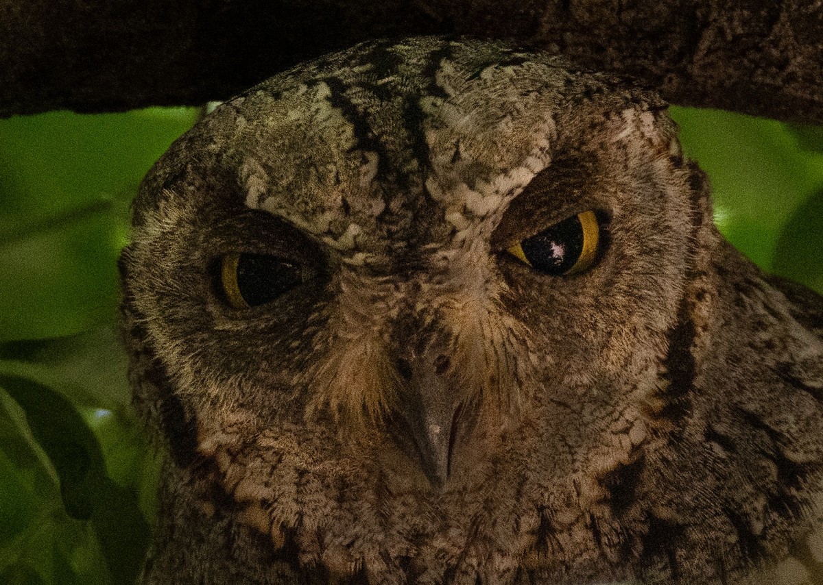 African Scops-Owl - ML616503265