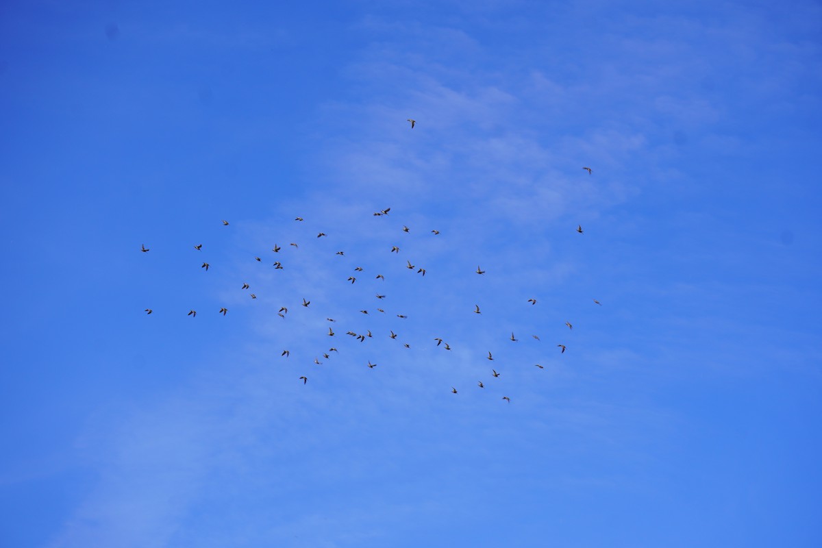 Wilson's Snipe - ML616503300