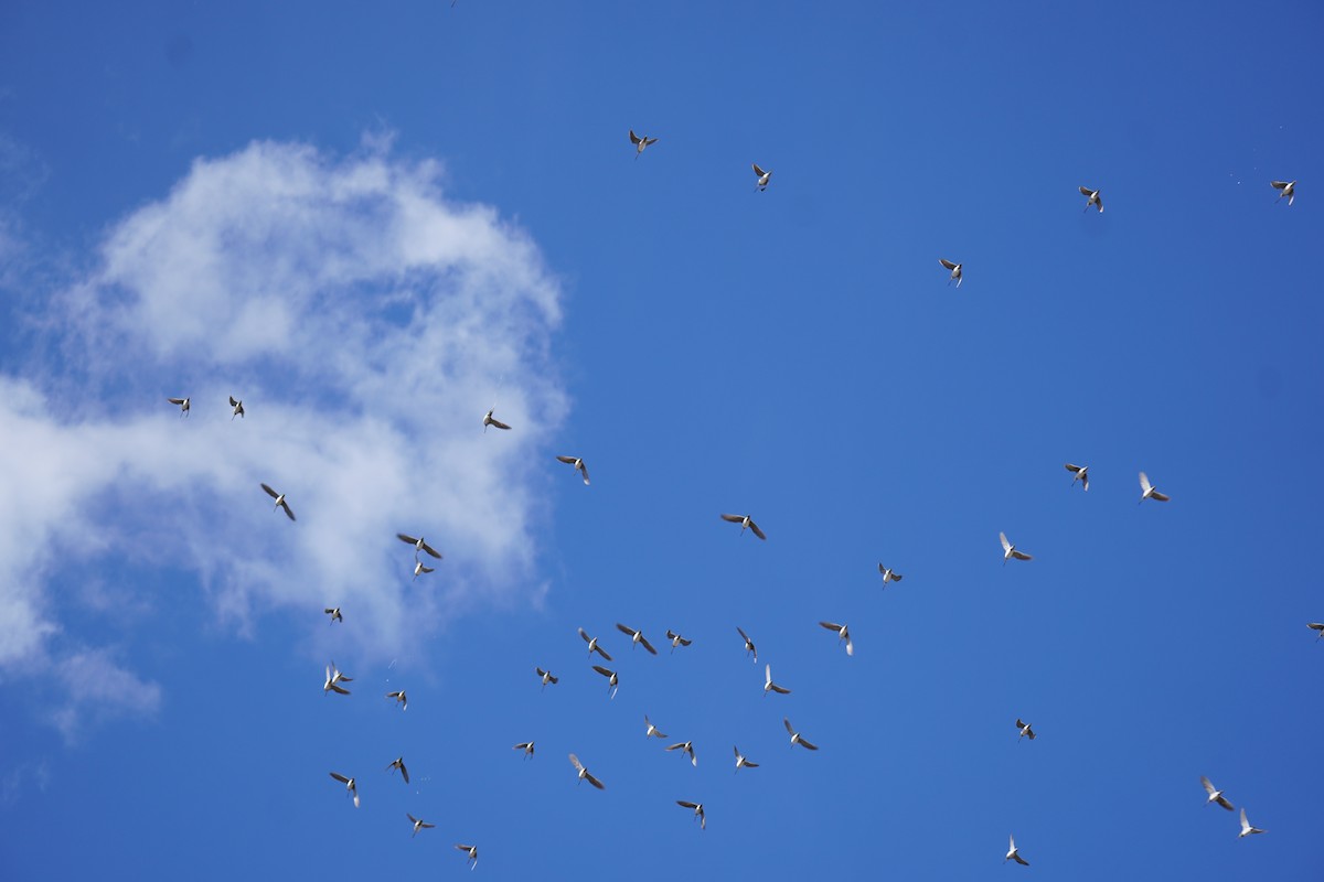 Wilson's Snipe - ML616503301