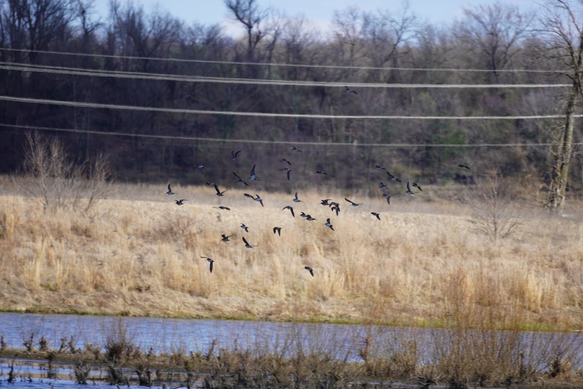 Wilson's Snipe - ML616503302