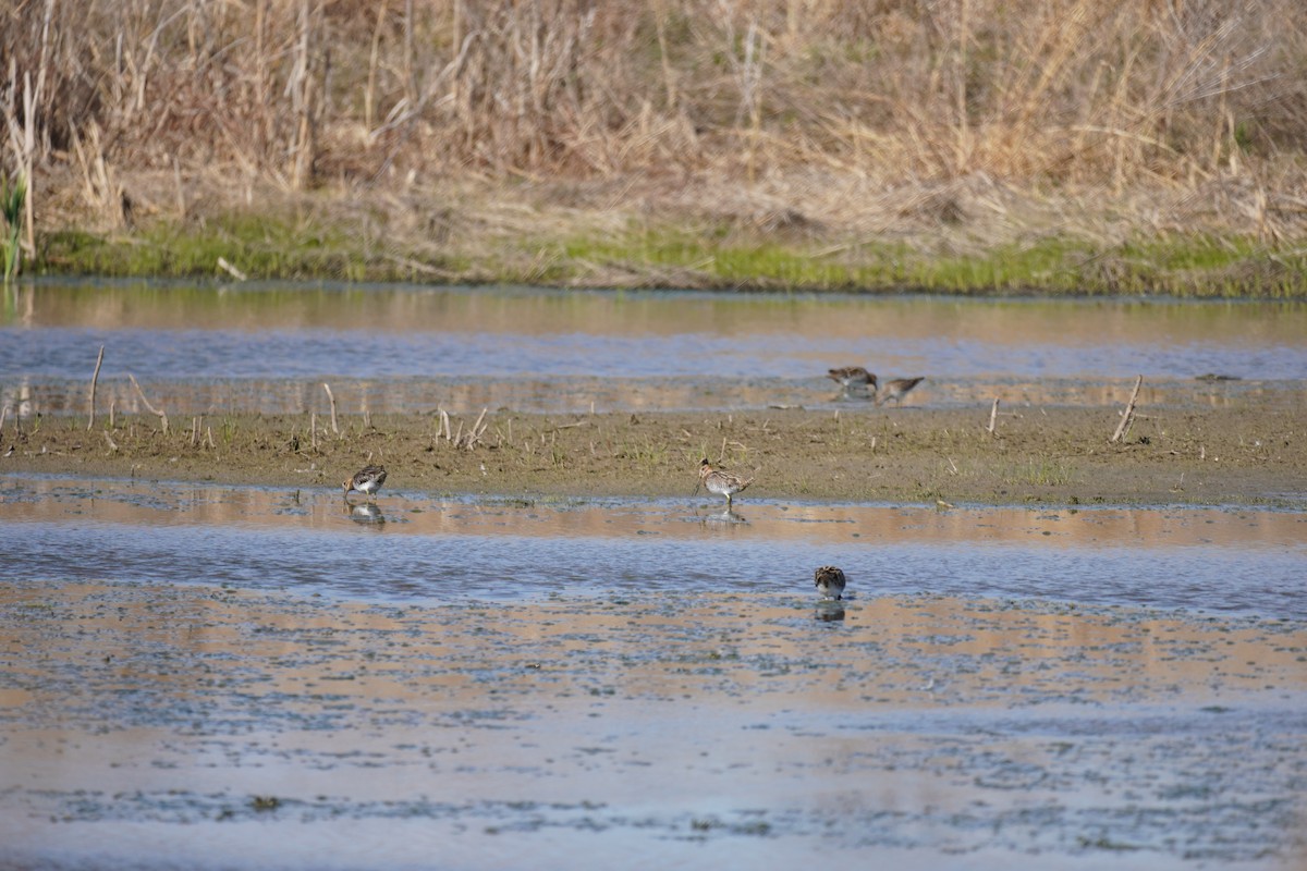 Wilson's Snipe - ML616503303