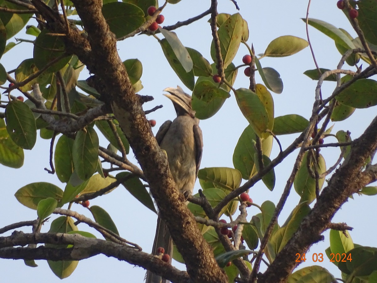 Indian Gray Hornbill - ML616503326