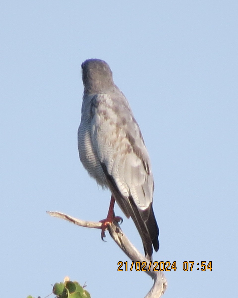 Pale Chanting-Goshawk - Gary Bletsch