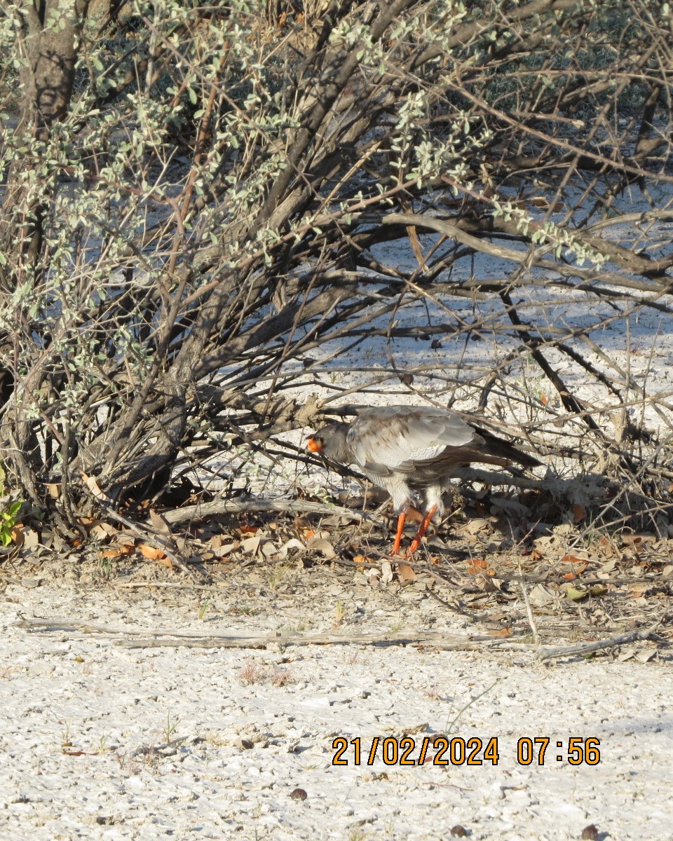 Pale Chanting-Goshawk - ML616503370