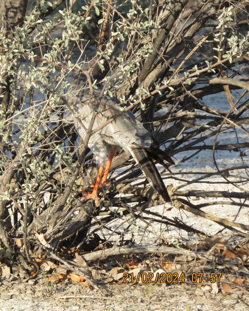 Pale Chanting-Goshawk - ML616503372