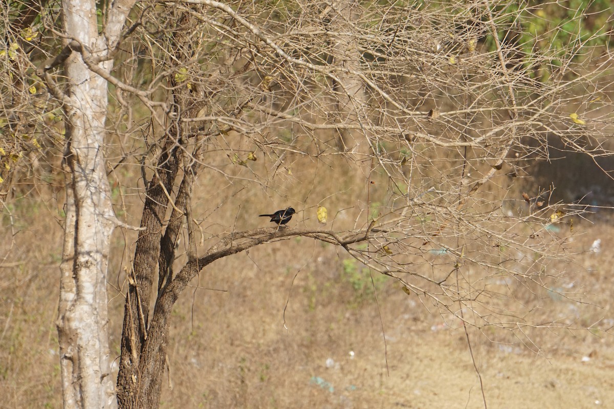 Indian Robin - Kirubakaran Valayapathi