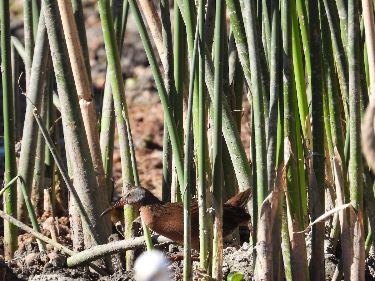 Virginia Rail - ML616503412