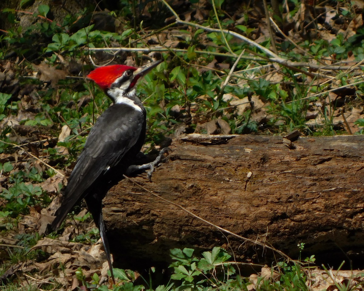 Pileated Woodpecker - ML616503414