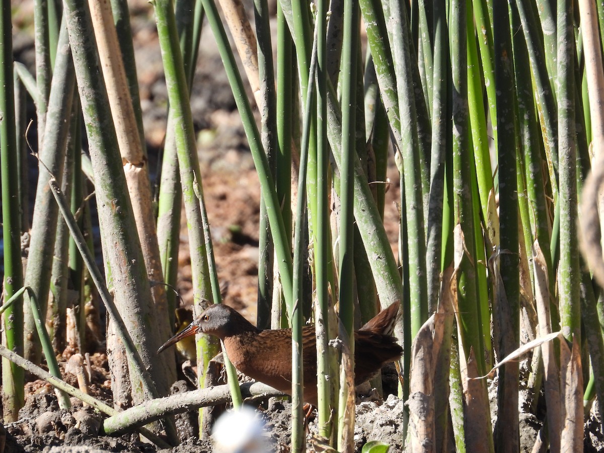 Virginia Rail - ML616503415