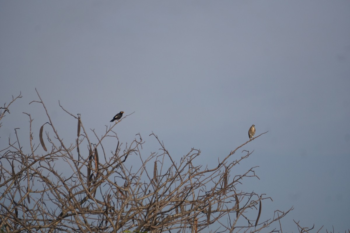 Indian Pond-Heron - ML616503417