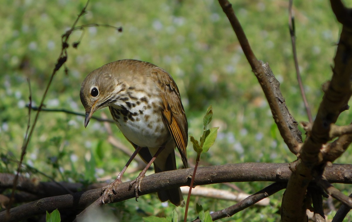 Hermit Thrush - ML616503428