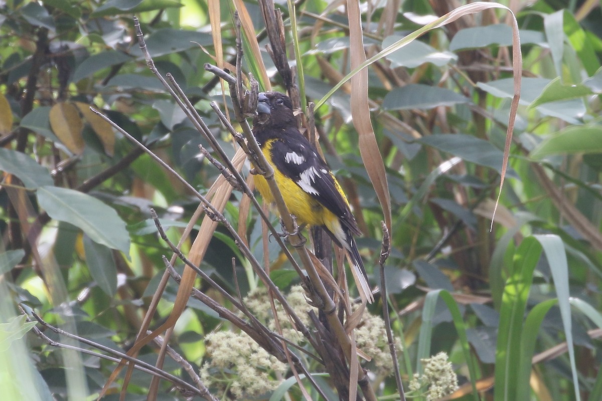 Black-backed Grosbeak - Mark Stanley