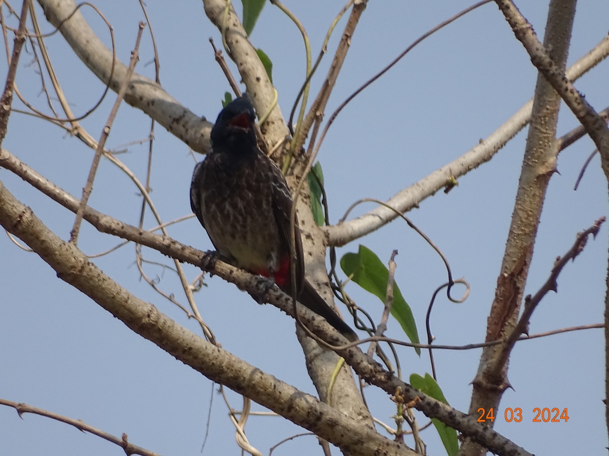 Red-vented Bulbul - ML616503453