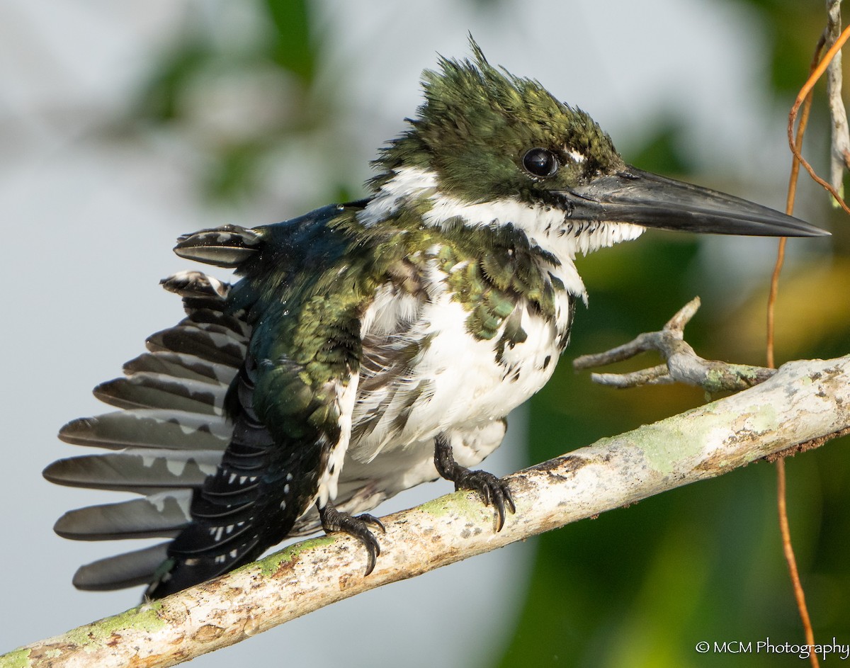 Green Kingfisher - ML616503516