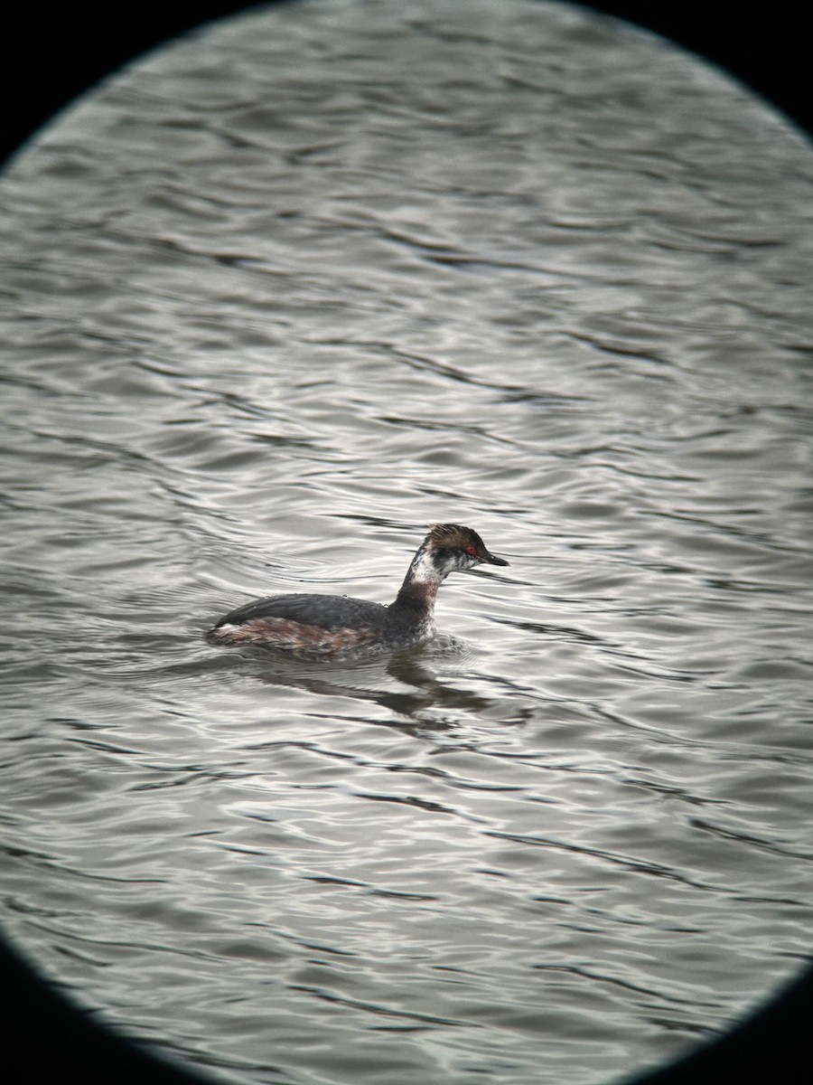 Horned Grebe - ML616503523