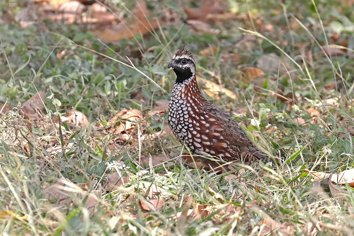 Black-throated Bobwhite - ML616503556