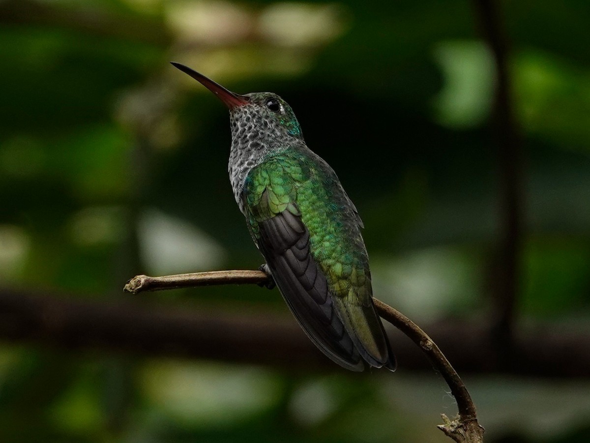 Glittering-throated Emerald - ML616503603