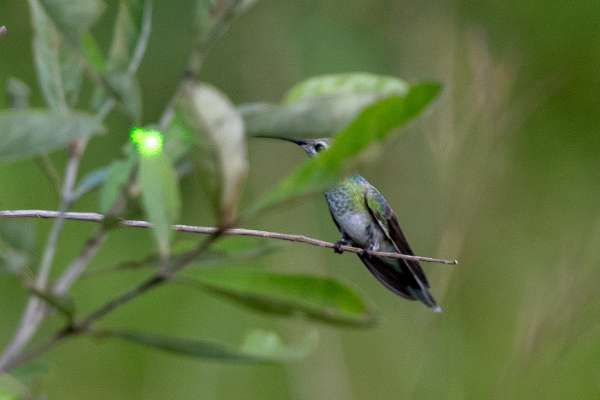 White-tailed Goldenthroat - ML616503611