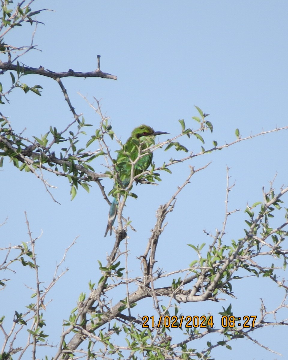 Swallow-tailed Bee-eater - ML616503632