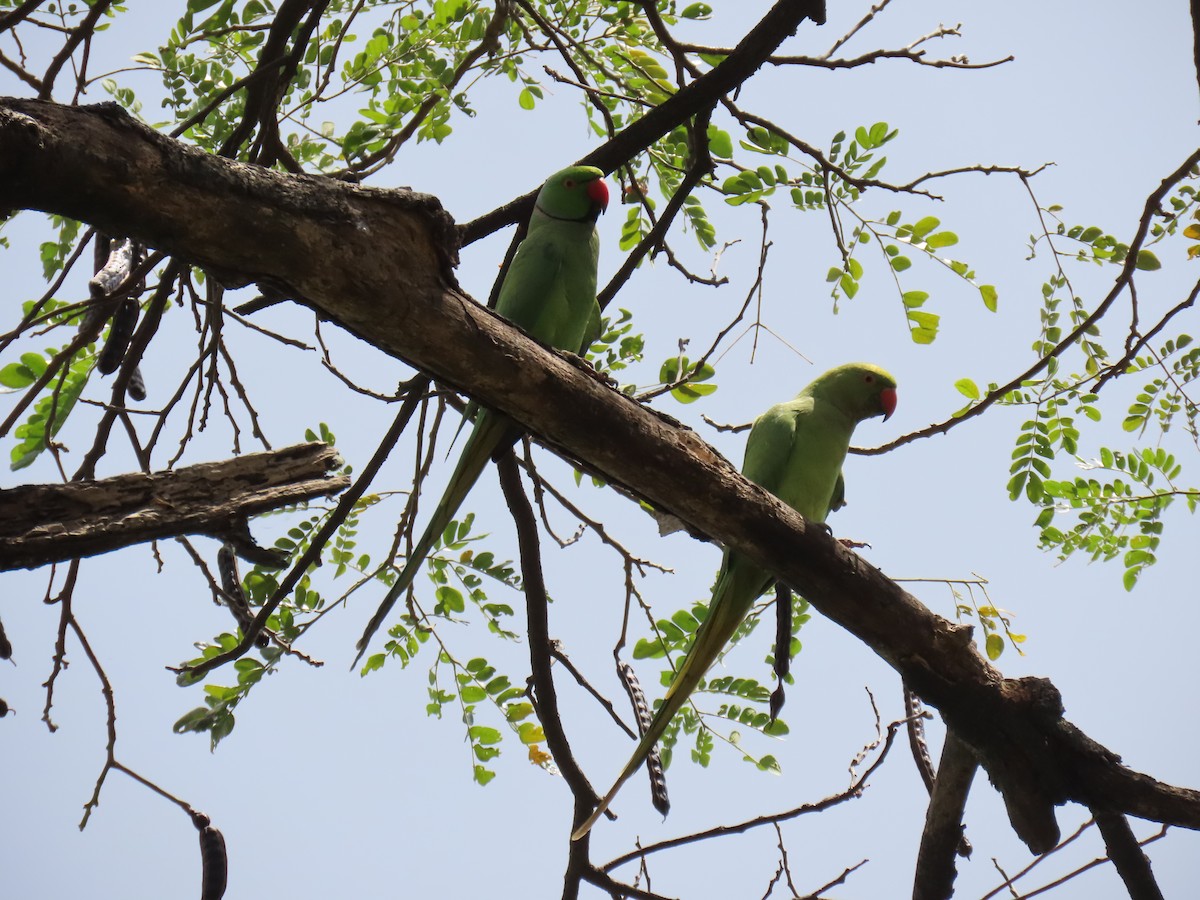 Rose-ringed Parakeet - ML616503685