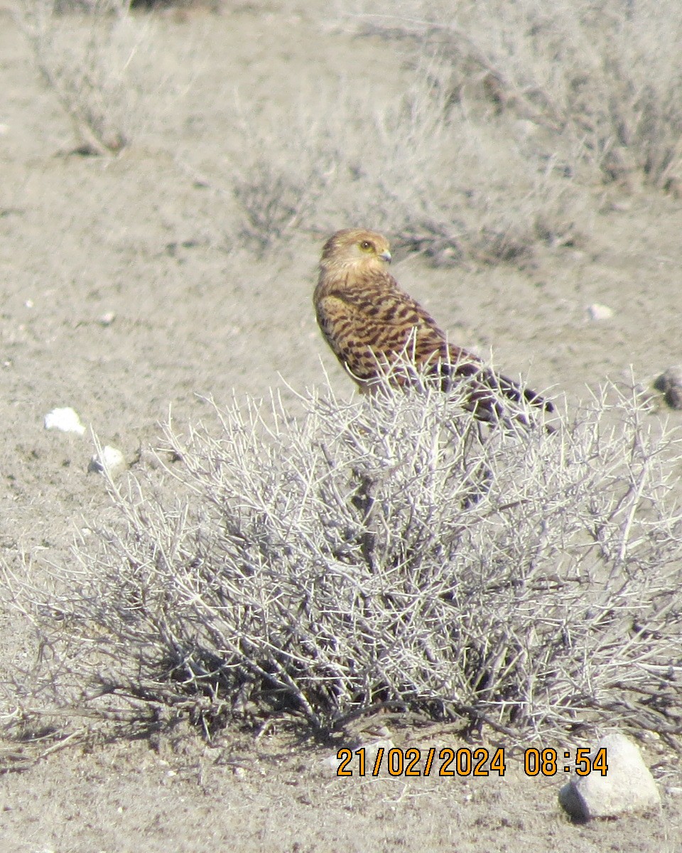 Greater Kestrel - Gary Bletsch