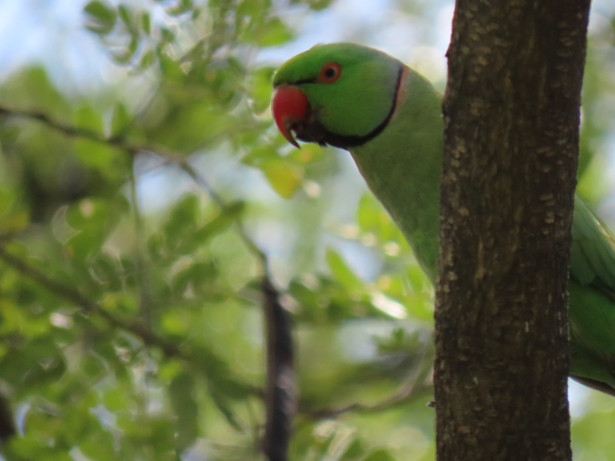 Rose-ringed Parakeet - ML616503694