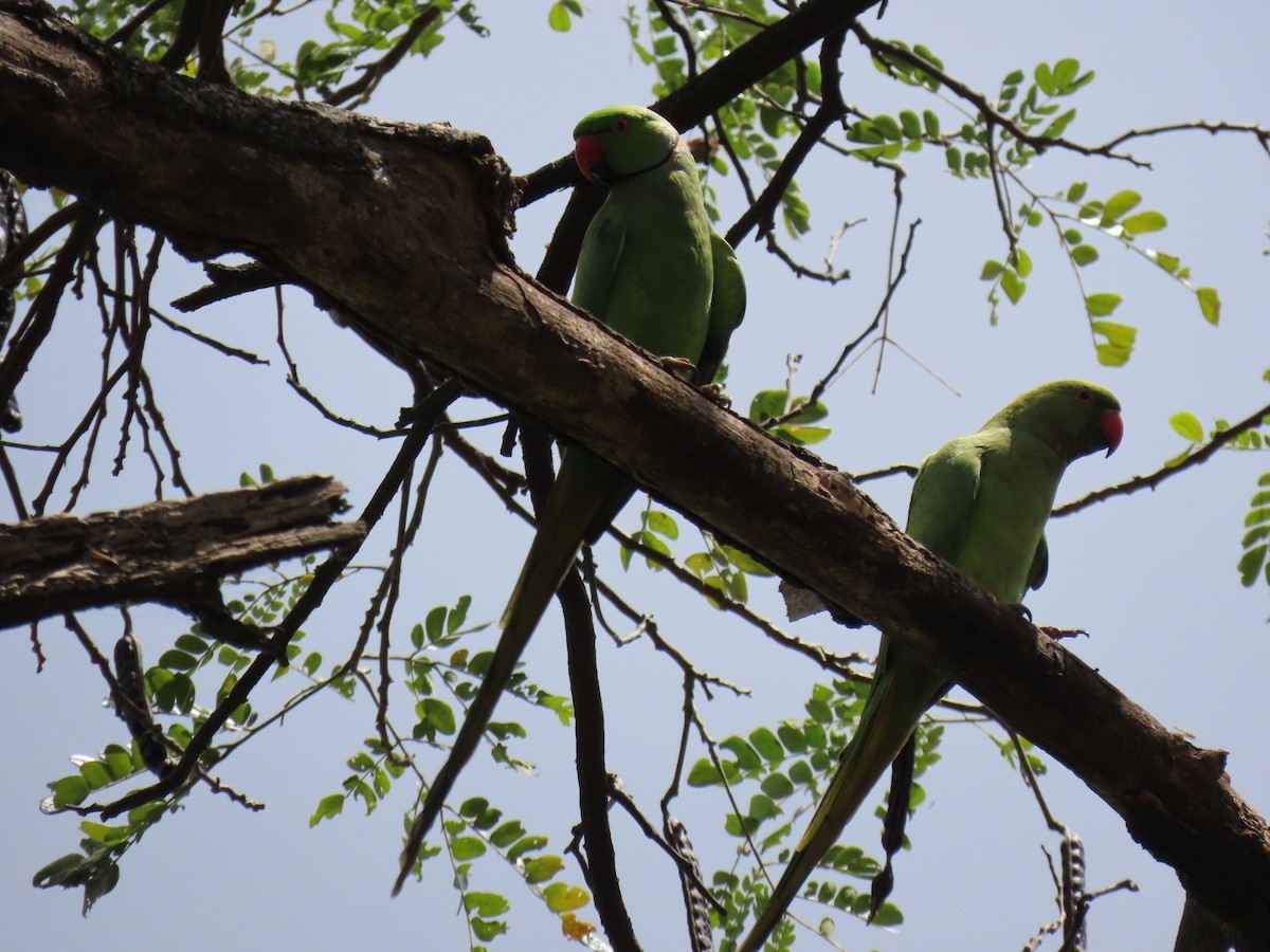 Rose-ringed Parakeet - ML616503699