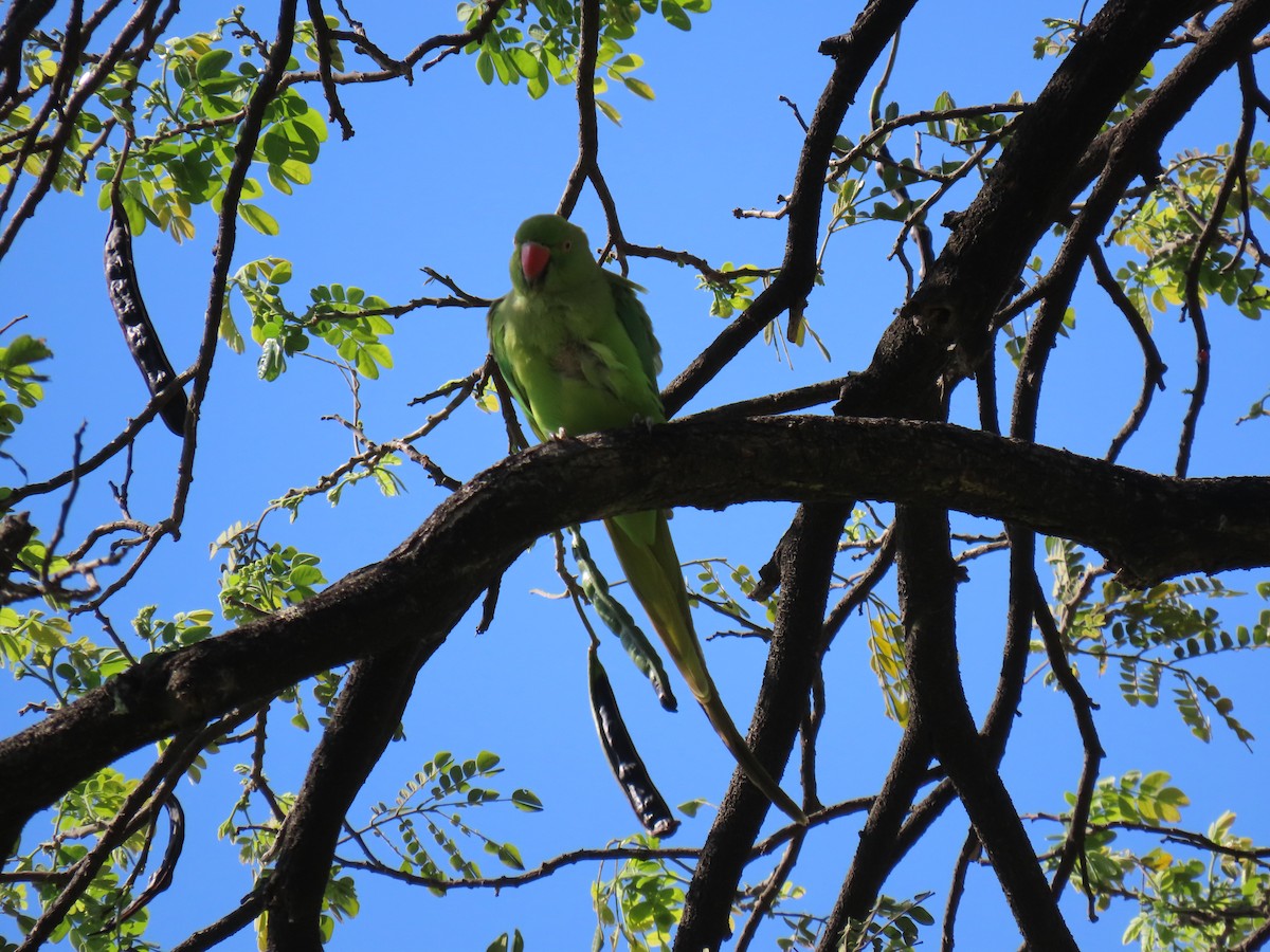 Rose-ringed Parakeet - ML616503704