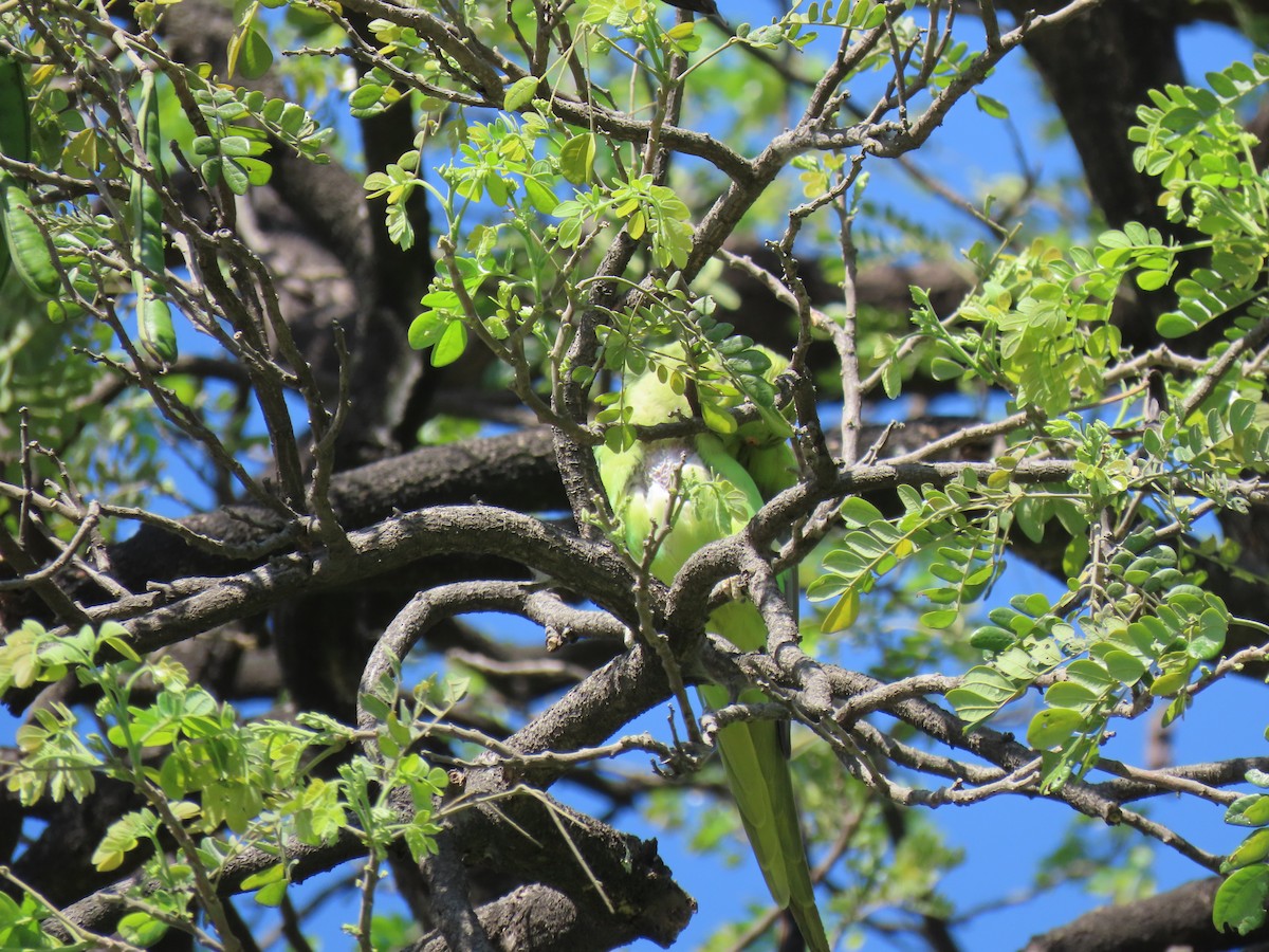 Rose-ringed Parakeet - ML616503707