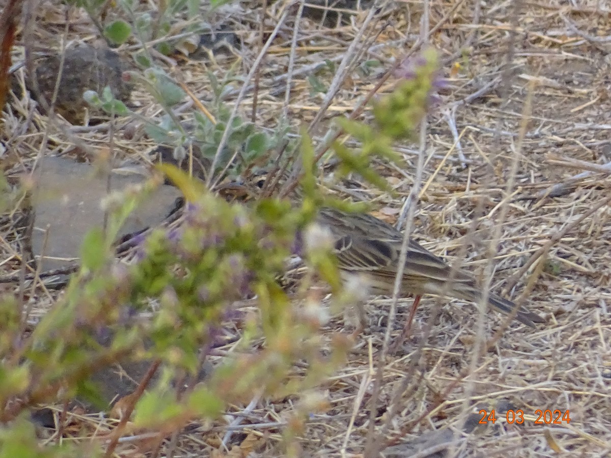 pipit sp. - ML616503709