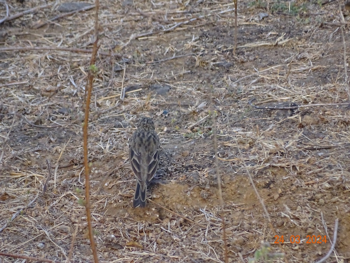 pipit sp. - ML616503710