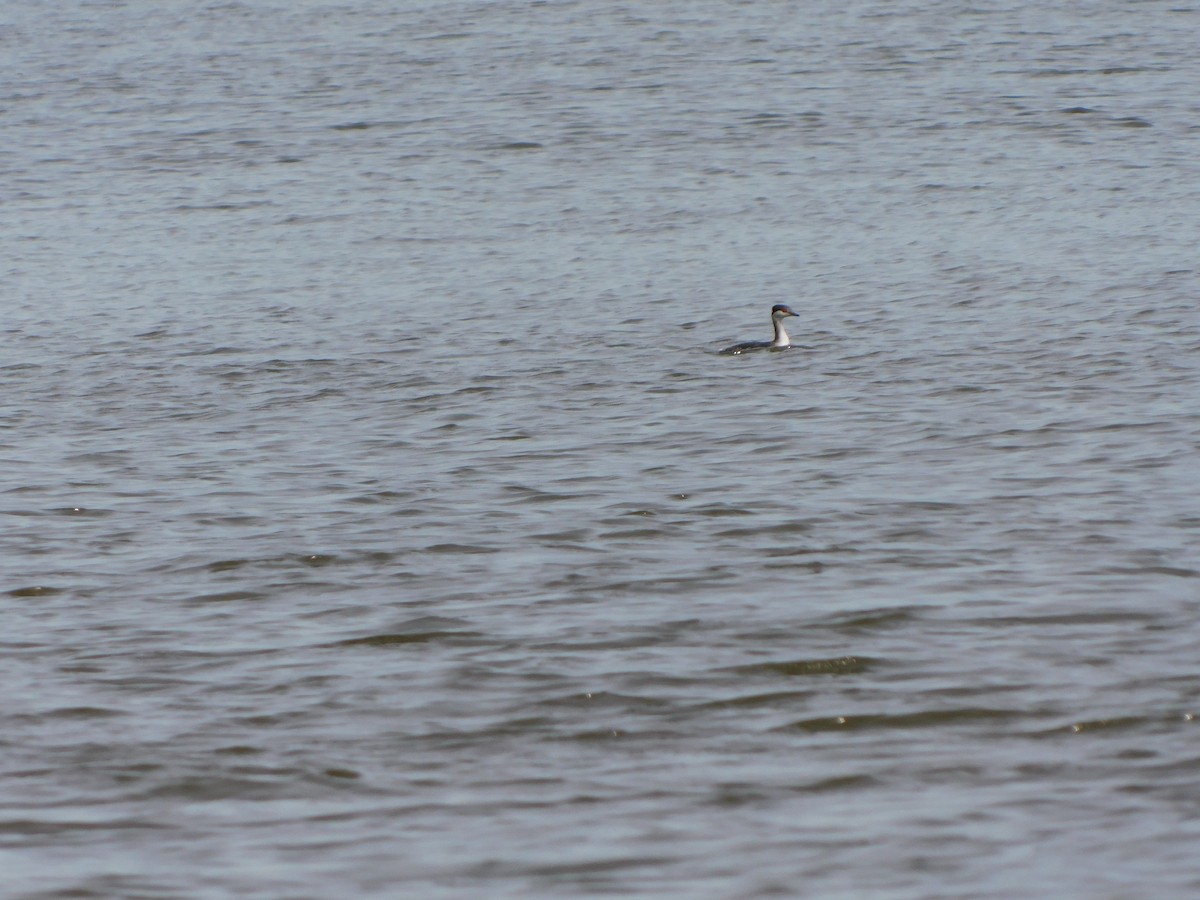 Horned Grebe - ML616503715