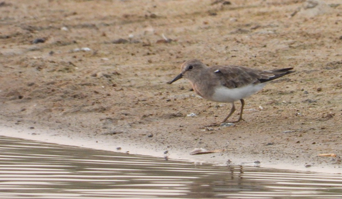 Temminck's Stint - ML616503750