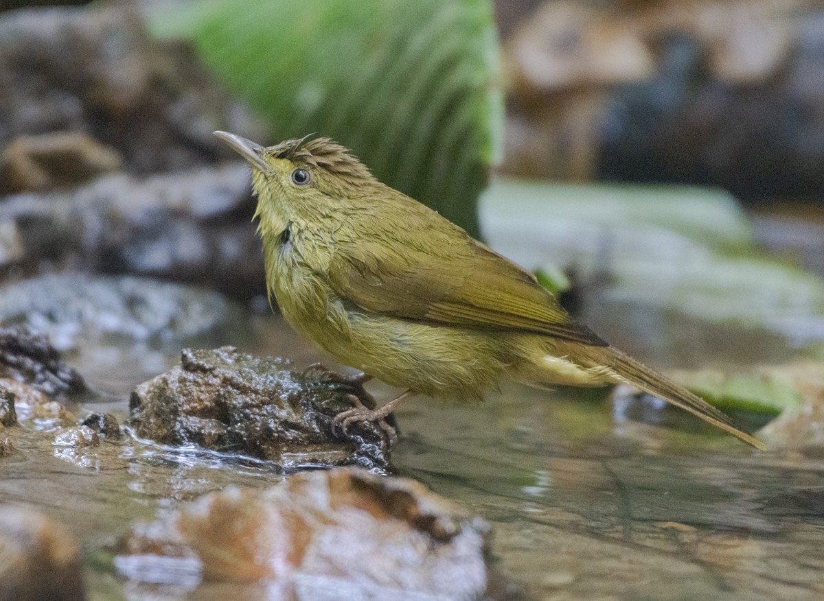 Cachar Bulbul - ML616503776