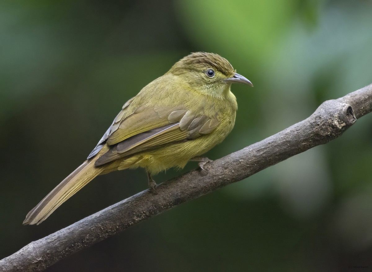 Cachar Bulbul - ML616503777