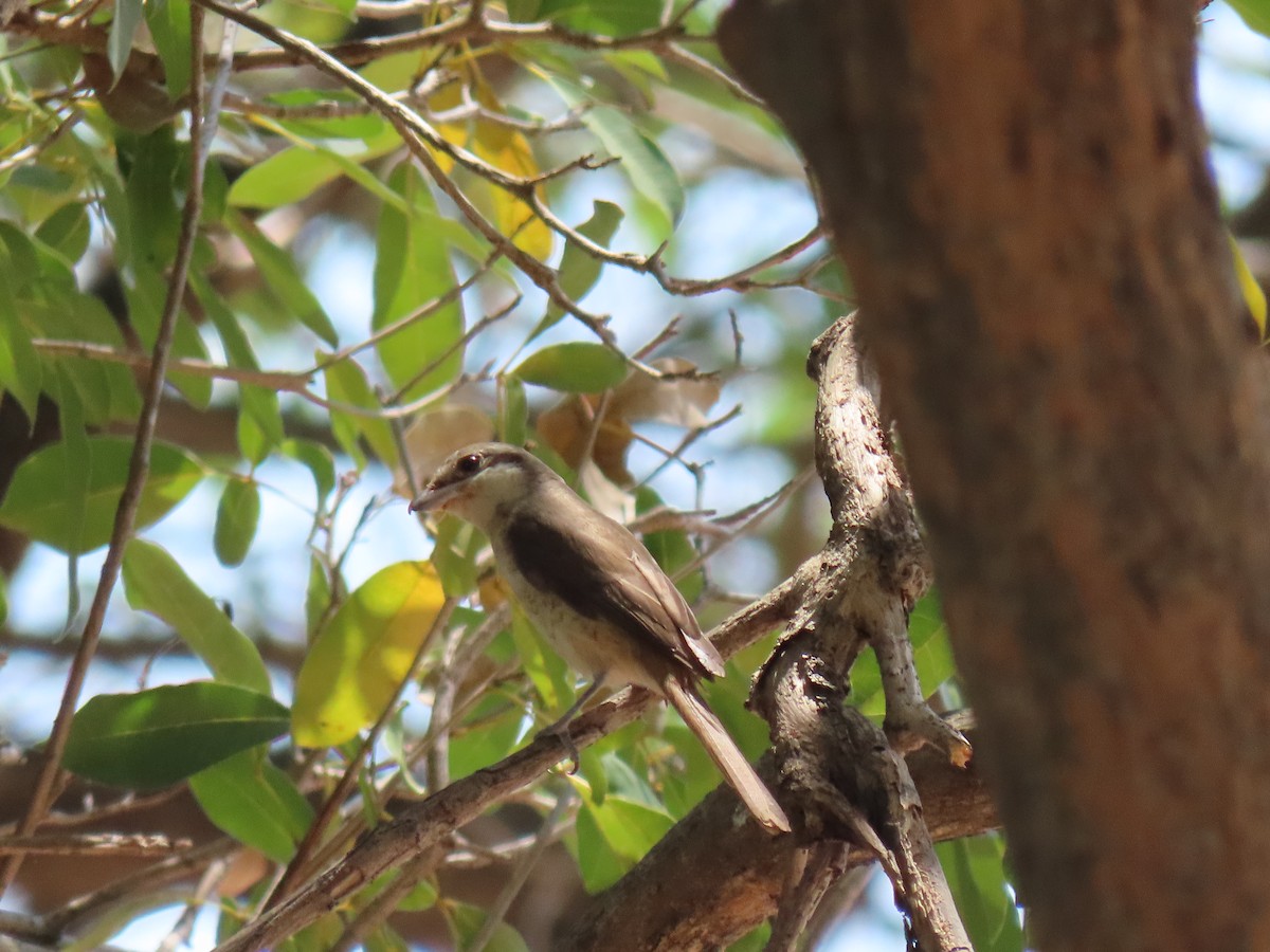 Brown Shrike - ML616503787