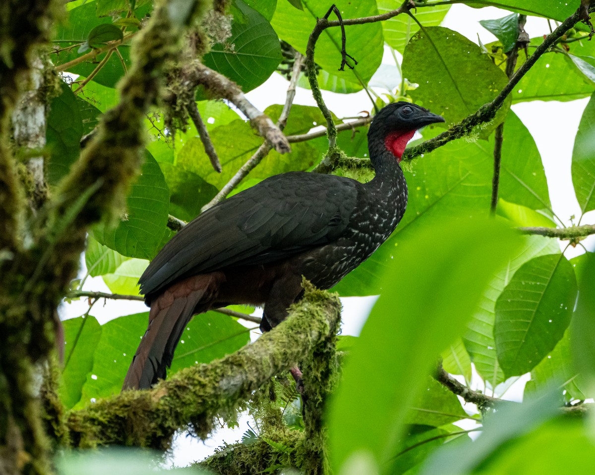Crested Guan - ML616503789