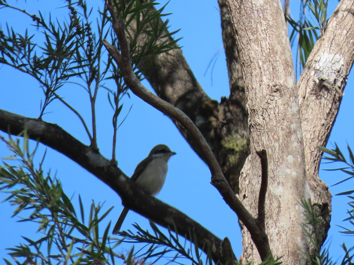 Brown Shrike - ML616503792