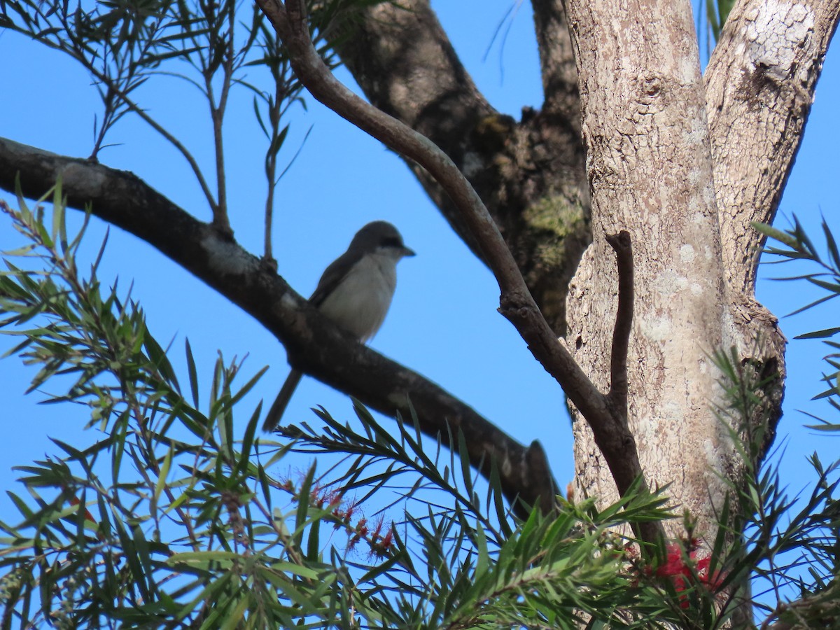 Brown Shrike - ML616503794