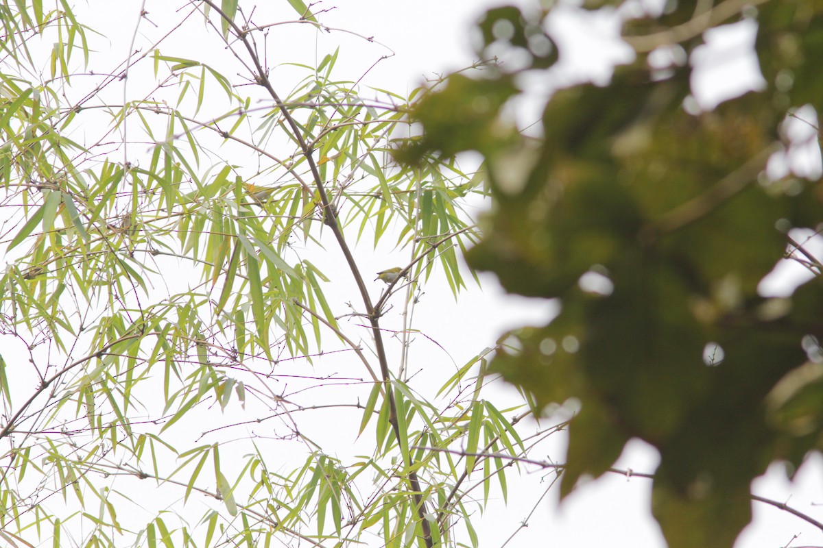 Indian White-eye - ML616503796