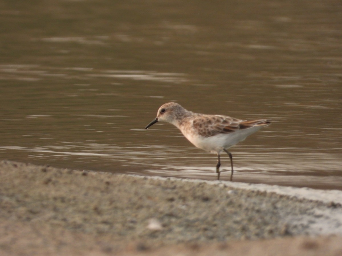 Little Stint - ML616503810