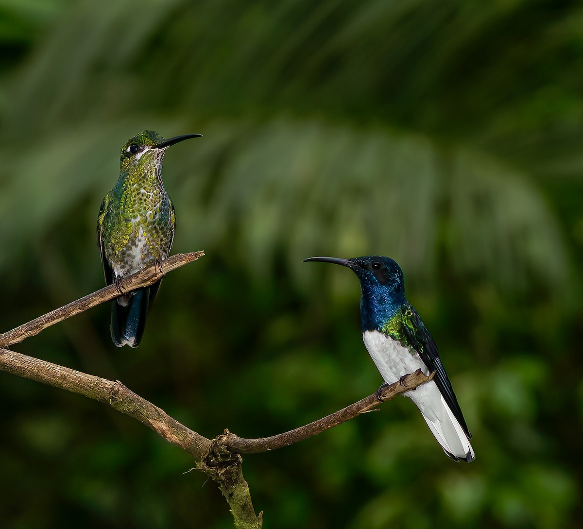 White-necked Jacobin - ML616503816