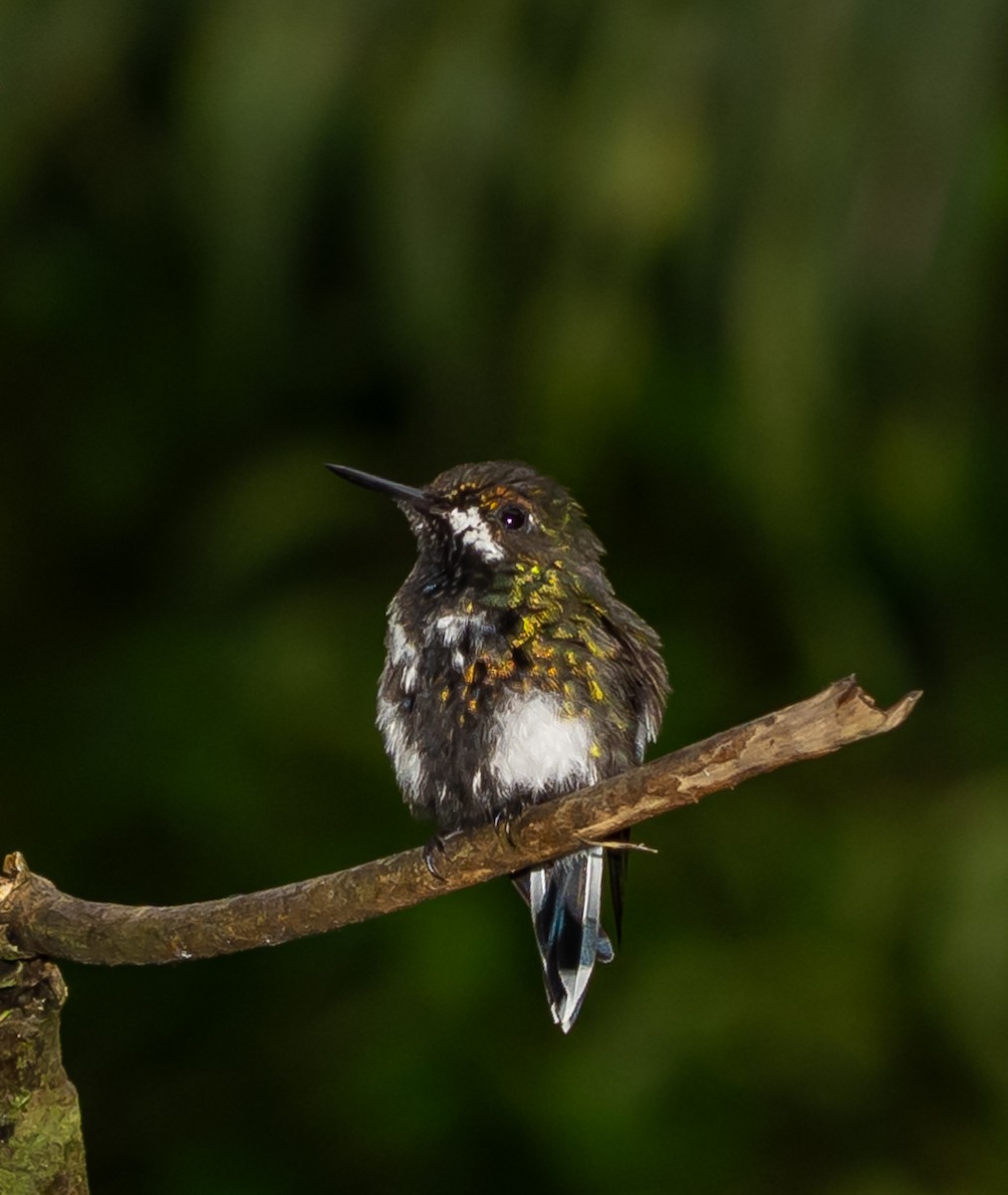 kolibřík trnoocasý - ML616503828