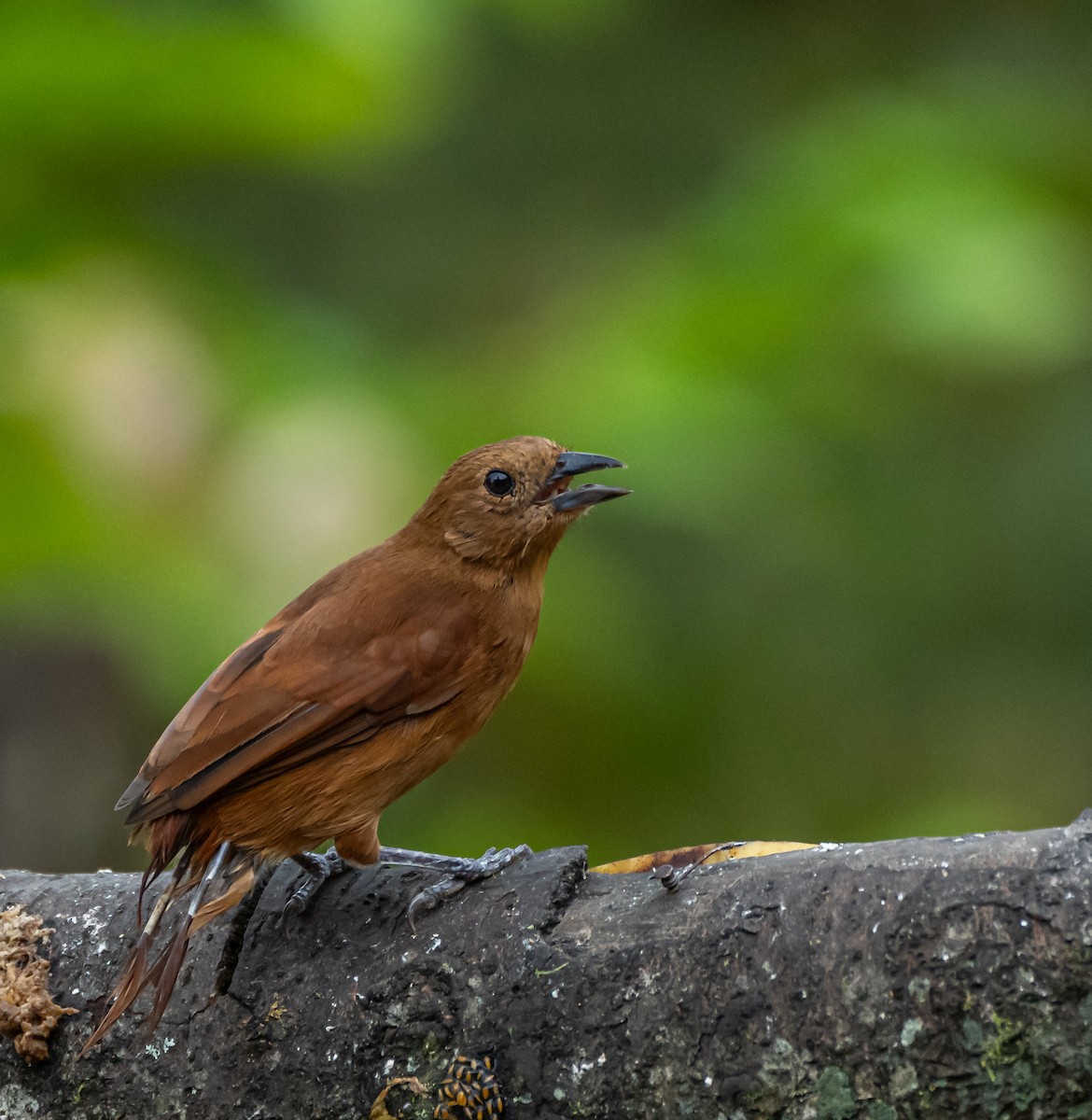 White-lined Tanager - ML616503858