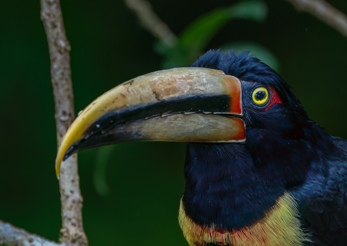 Collared Aracari - ML616503905