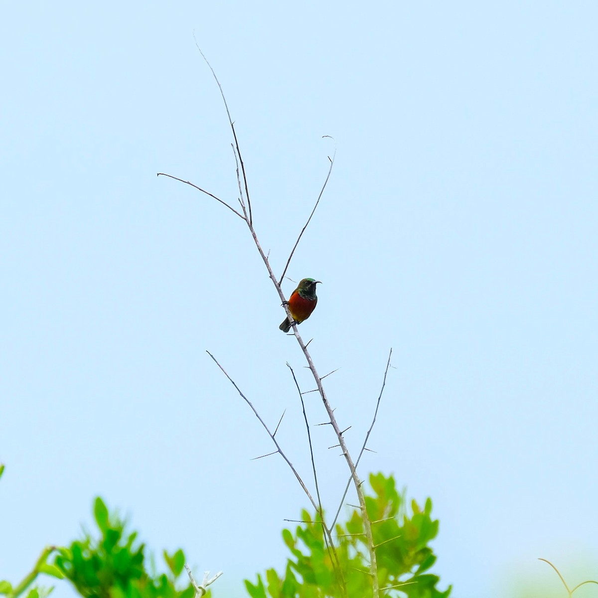 Schlichtmantel-Nektarvogel - ML616503930