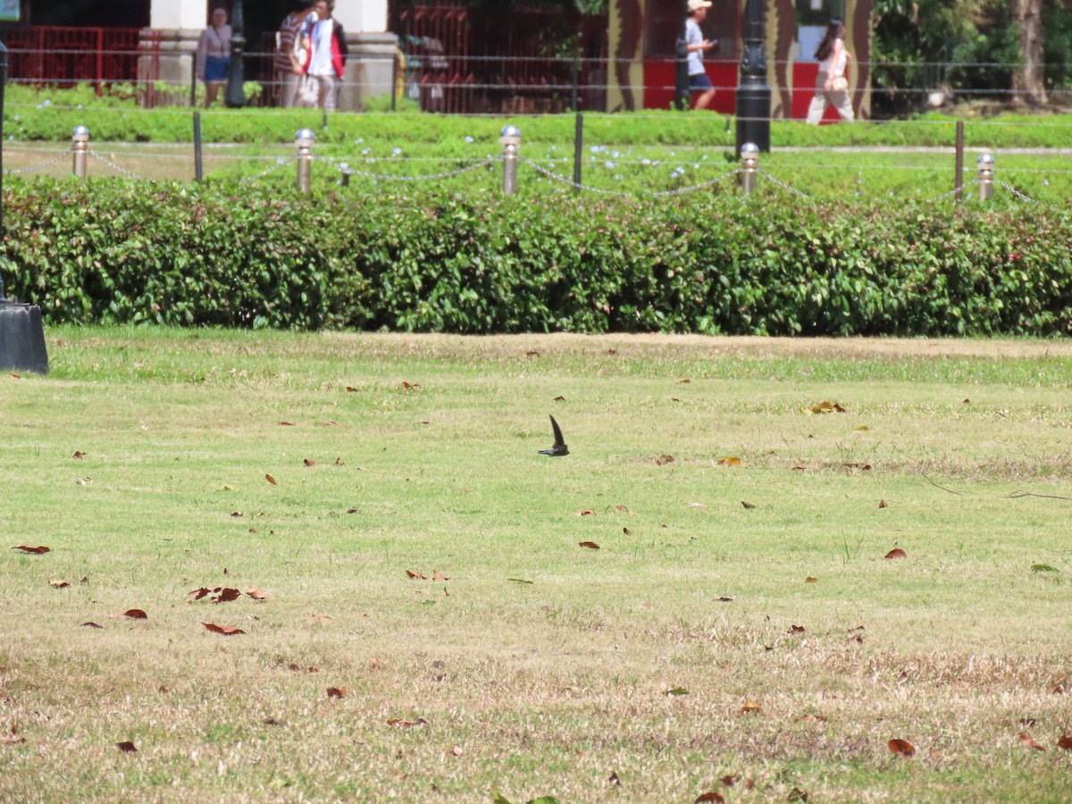 Gray-rumped Swiftlet - ML616503937