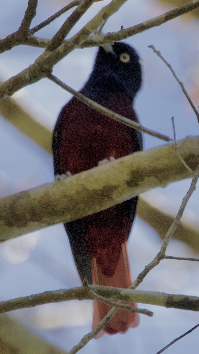 Maroon Oriole - Connie Lintz