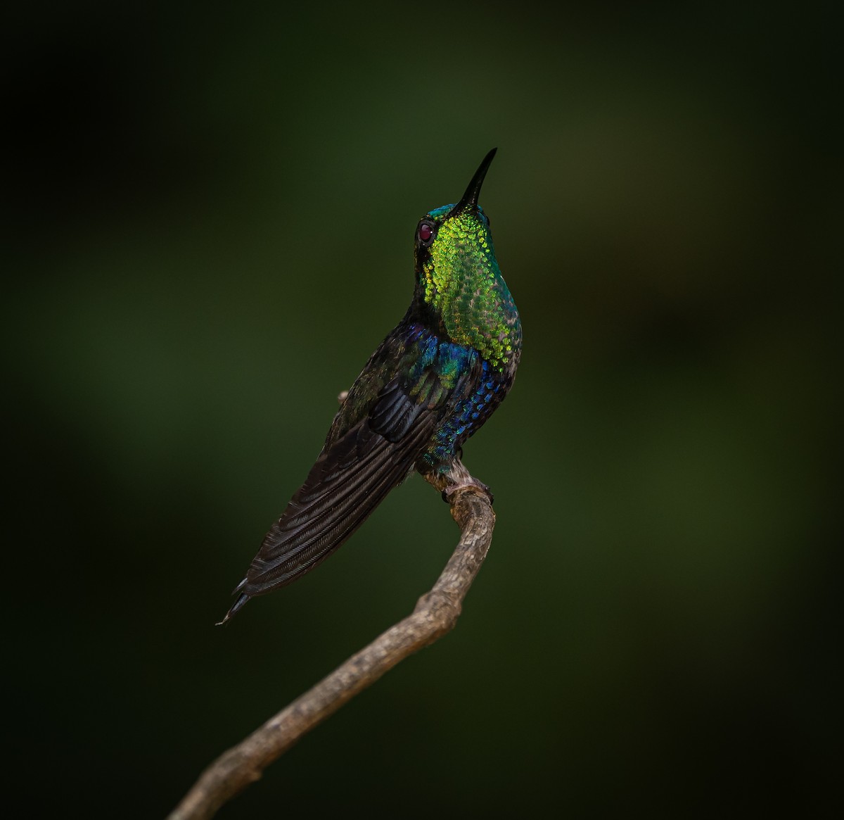 Crowned Woodnymph - Braulio Castillo